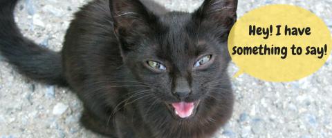 Reasons Your Cat May Be Meowing So Much Reasons Your Cat May Be Meowing So Much