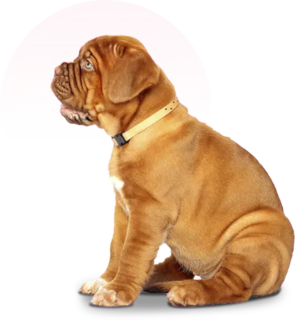 pet pet