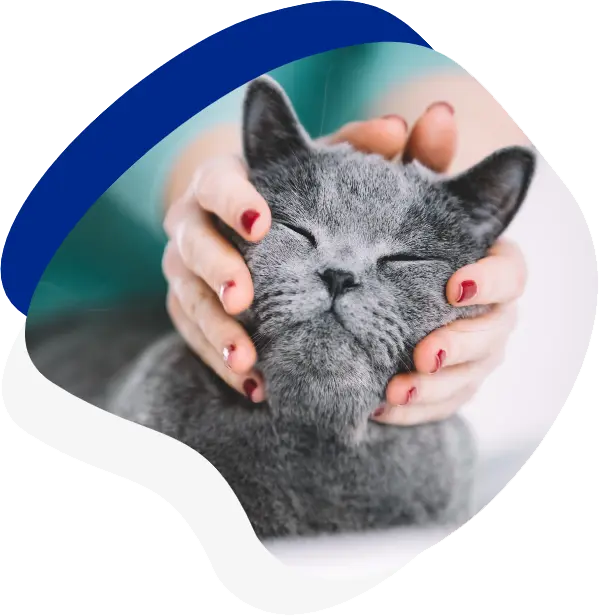A person gently cradles a content gray cat, showing affection as the cat closes its eyes in relaxation. A person gently cradles a content gray cat, showing affection as the cat closes its eyes in relaxation.