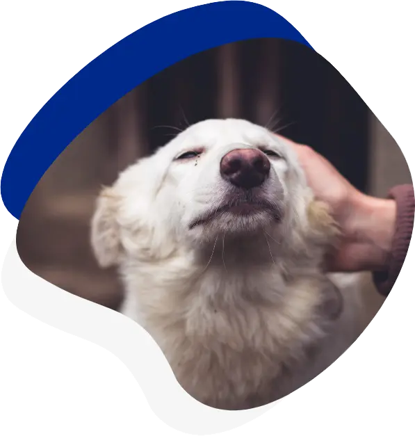 A white dog with closed eyes enjoys a gentle scratch behind its ear, showing a relaxed and content expression. A white dog with closed eyes enjoys a gentle scratch behind its ear, showing a relaxed and content expression.
