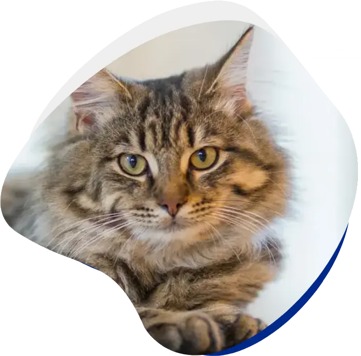 A close-up of a fluffy tabby cat with bright eyes, resting comfortably with its paws tucked in. A close-up of a fluffy tabby cat with bright eyes, resting comfortably with its paws tucked in.