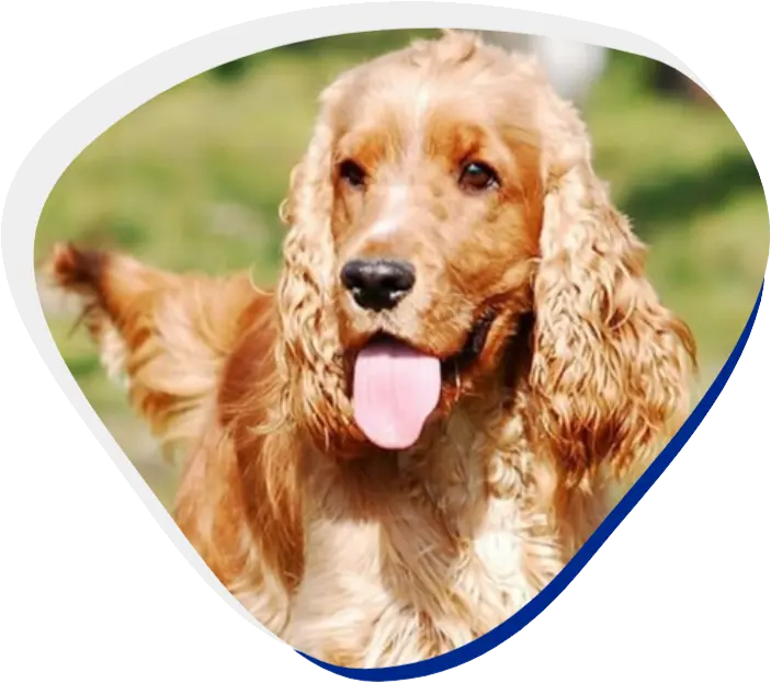 A playful brown dog with its tongue out stands amidst lush green grass A playful brown dog with its tongue out stands amidst lush green grass