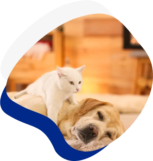A lazy white cat playfully perched on a sleeping golden retriever in a cozy, warmly lit room.