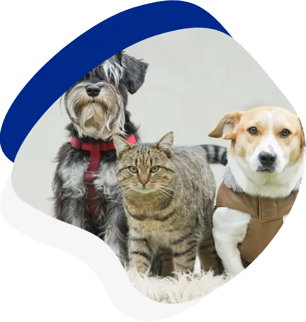 A furry dog, a cat, and another dog sit together, showcasing their friendly companionship against a neutral background. A furry dog, a cat, and another dog sit together, showcasing their friendly companionship against a neutral background.